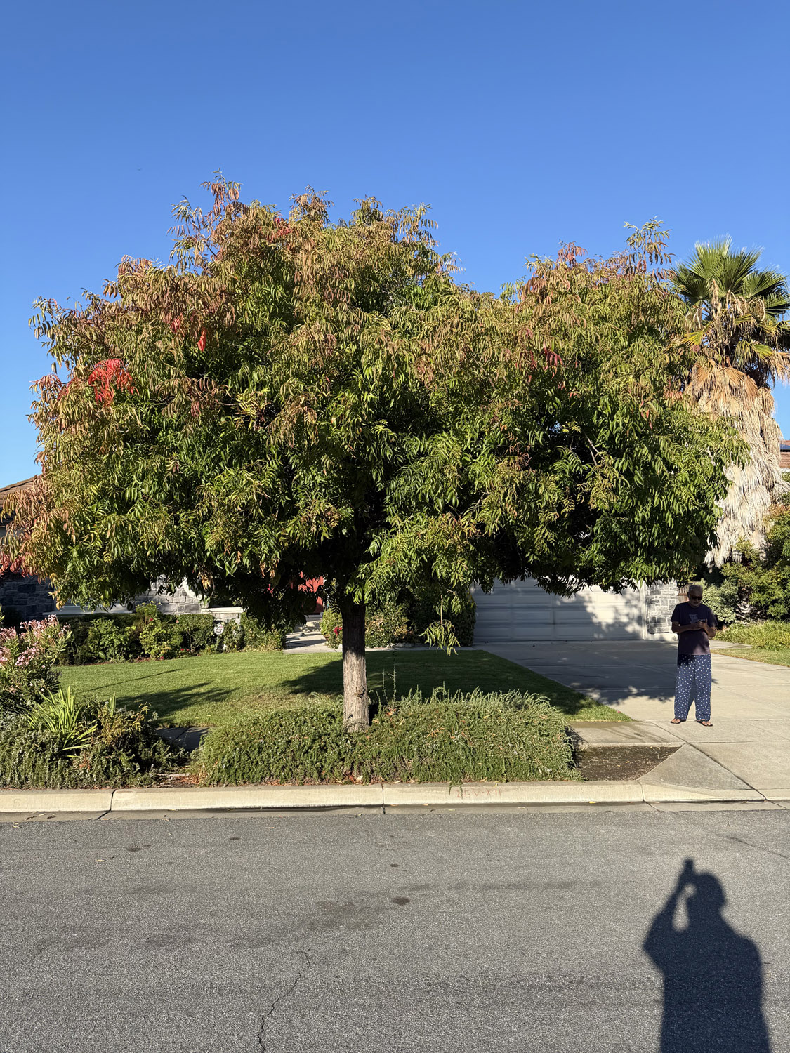 Gallery 3 lush tree in the front yard of a home