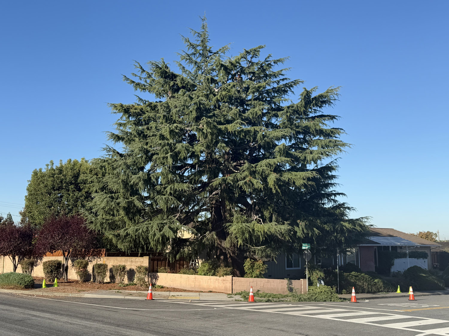 Gallery 6 freshly pruned and trimmed lush tree in the front yard of a home