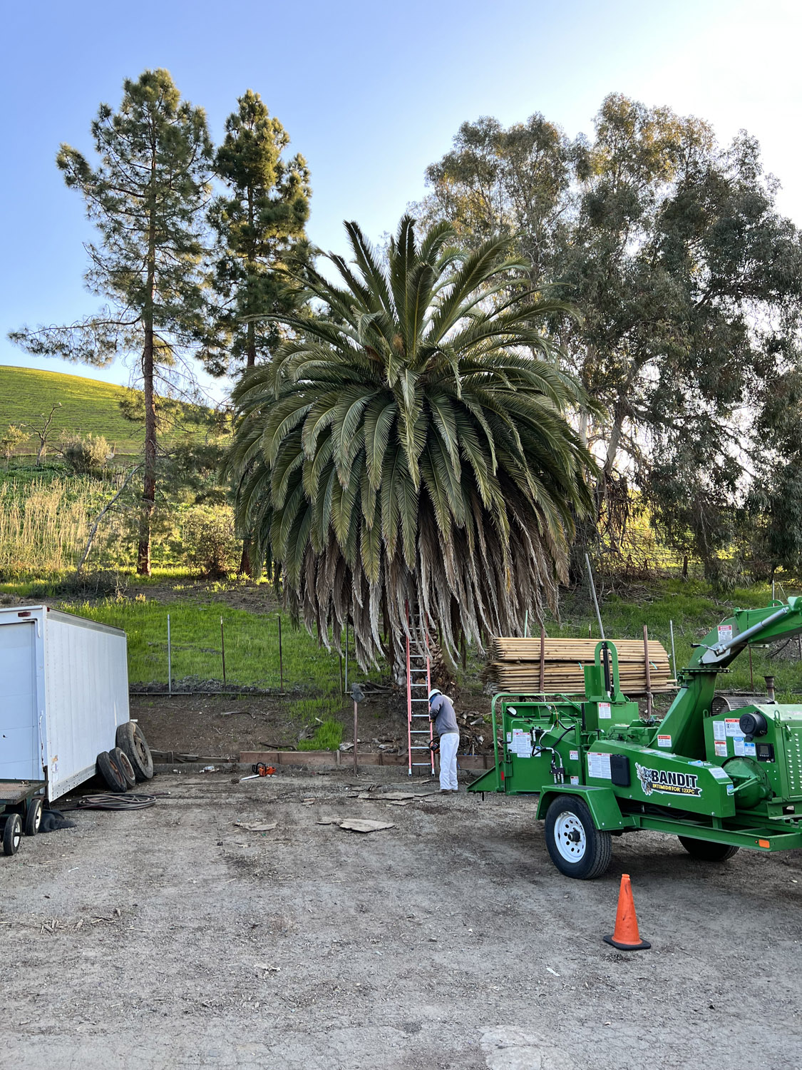 Gallery 7 newly planted palm tree by Newark Tree Service