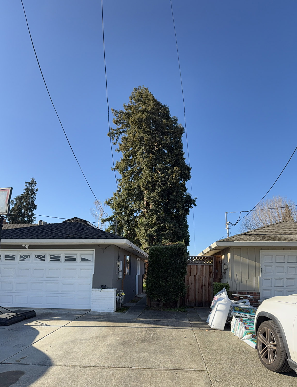Gallery 8 lush tree in the back yard of a home