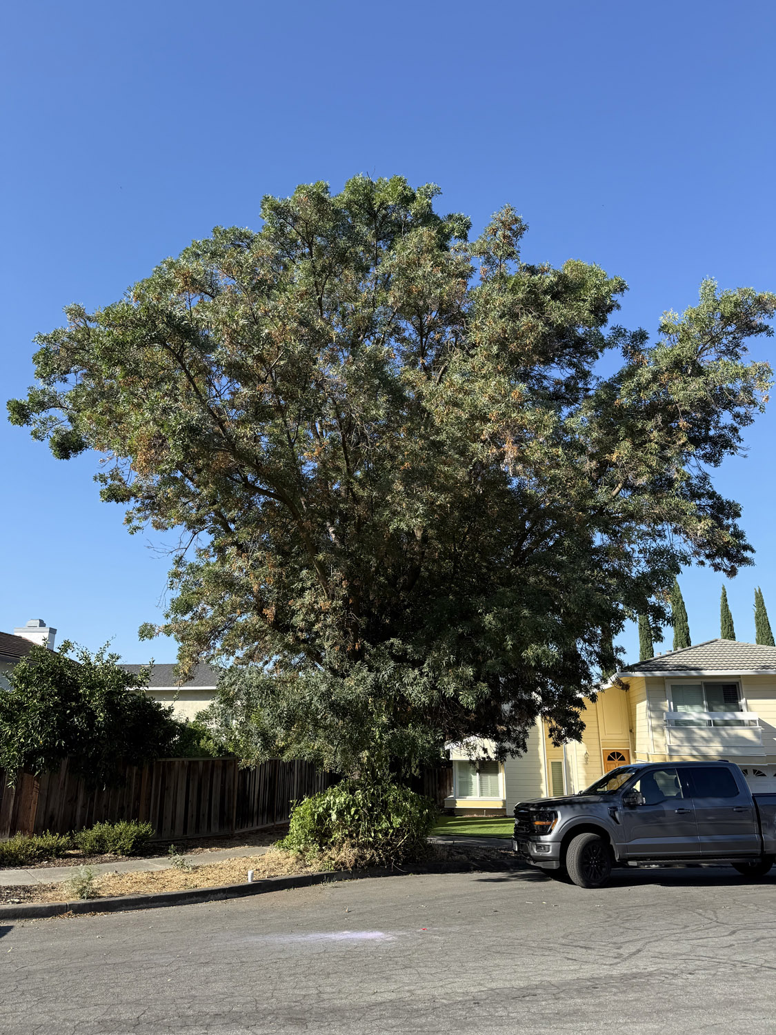 Gallery 4 lush tree in the front yard of a home