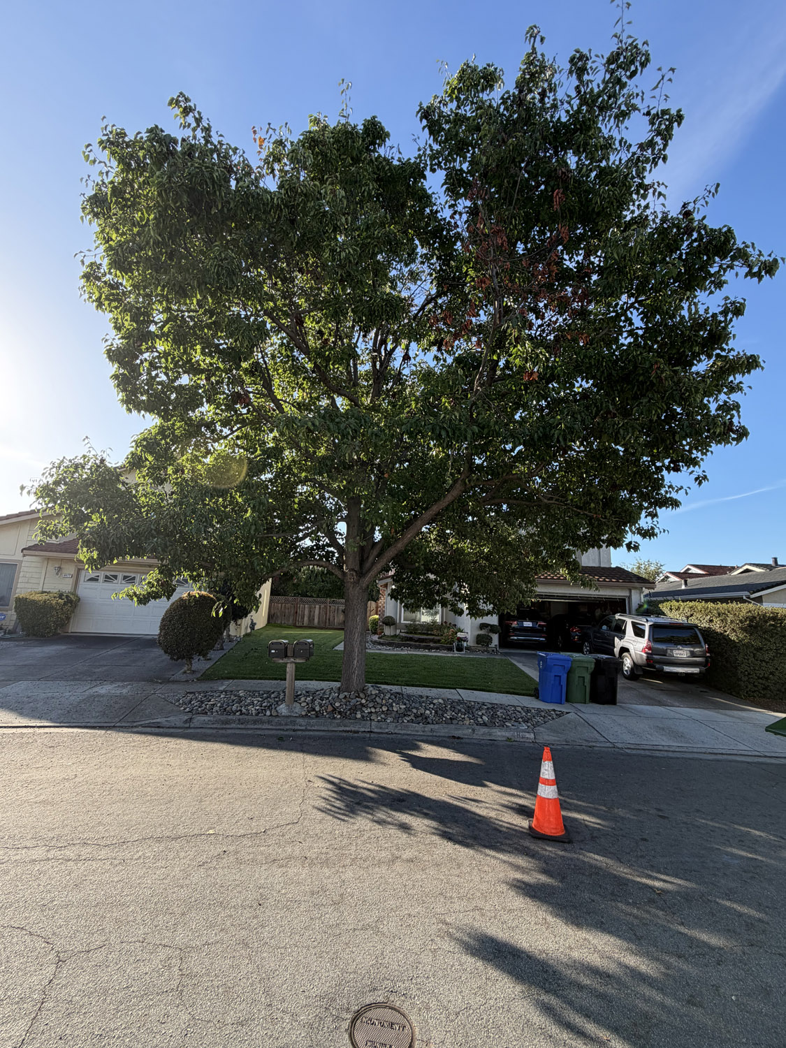 Gallery 2 lush tree in the front yard of a home