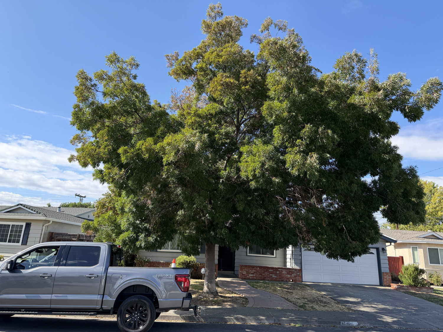 Gallery 1 lush tree in the front yard of a home