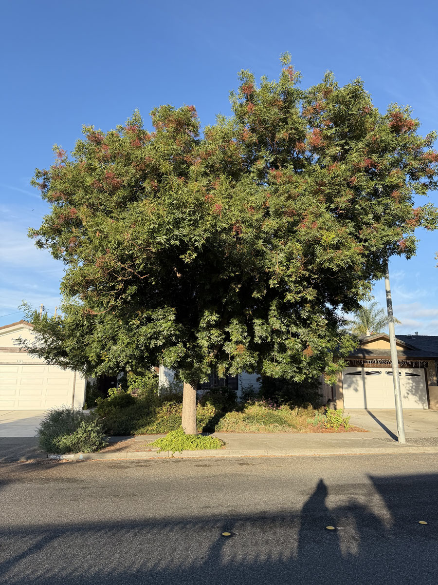 Gallery 9 lush tree in front of home at sunrise