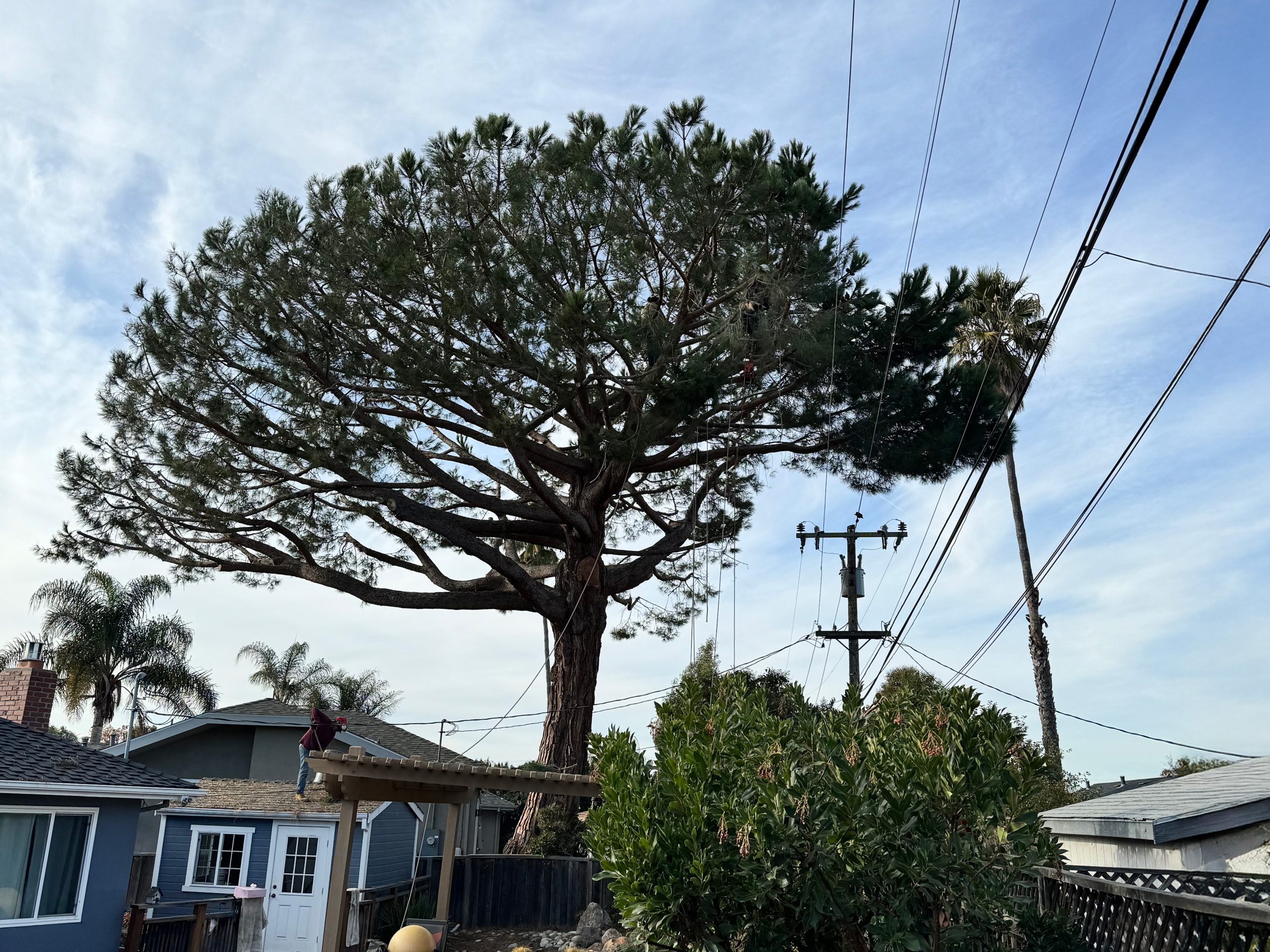 Gallery 5 lush tall tree in backyard of home